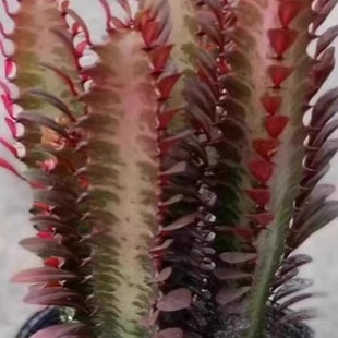 龙骨花盆栽巴西龙骨仙人柱玉麒麟好养植物四季盆栽绿植花卉