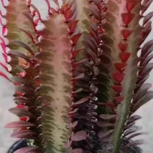 龙骨花盆栽巴西龙骨仙人柱玉麒麟好养植物四季盆栽绿植花卉