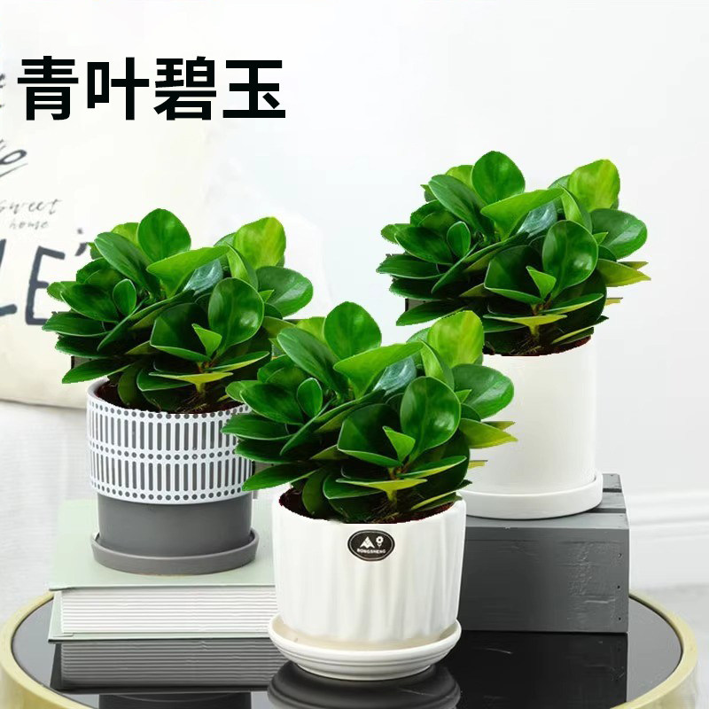 碧玉盆栽室内绿植盆景豆瓣绿去甲醛客厅桌面绿植四季常青净化空气