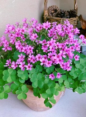 紫叶酢浆草种球幸运草炸酱草室内紫色醋酱草三叶草种子多年生盆栽