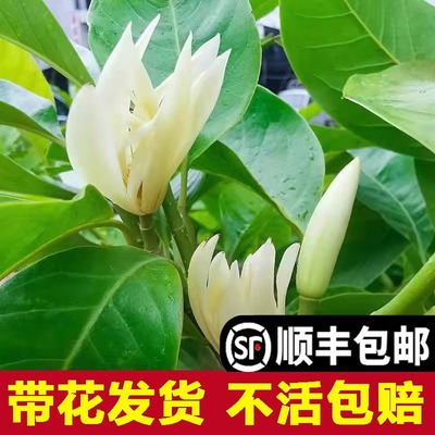 白兰花玉兰树苗花卉植物室内庭院绿植易活带花苞四季开黄角兰盆栽