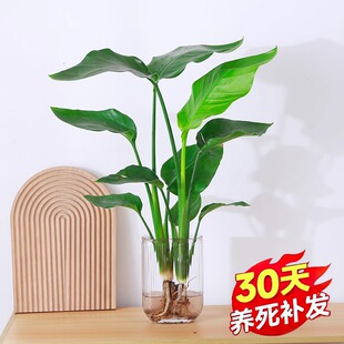天堂鸟绿植盆栽家用好养大型水培大叶植物四季花卉办公室内