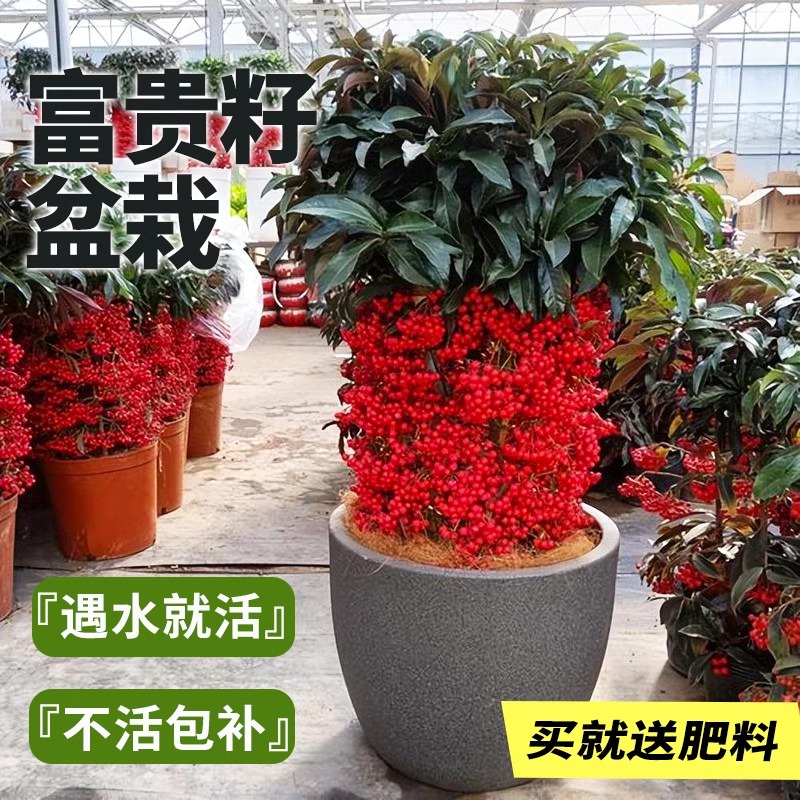 富贵籽盆栽老桩金玉满堂黄金万两植物室内客厅耐寒年宵花盆景绿植