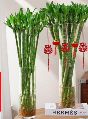 文昌竹龙竹4支带根水养富贵转运竹节节高水培植物室内客厅植物