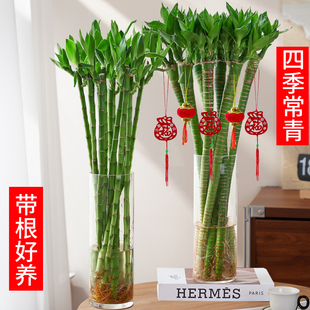 文昌竹龙竹4支带根水养富贵转运竹节节高水培植物室内客厅植物