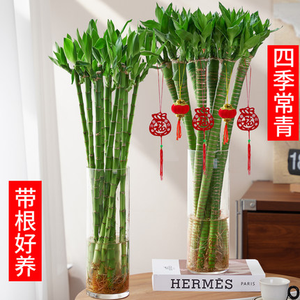 文昌竹龙竹4支带根水养富贵转运竹节节高水培植物室内客厅植物