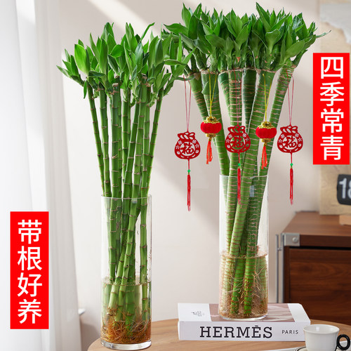文昌竹龙竹4支带根水养富贵转运竹节节高水培植物室内客厅植物