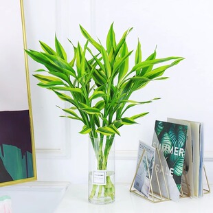 水培金边竹植物室内客厅办公室水养绿植富贵竹四季好养龟背竹