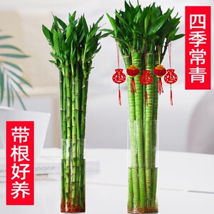 富贵竹水培植物转运竹子水养文昌竹龙竹室内客厅绿植文昌盆栽好养