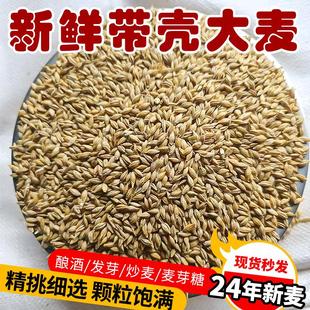 大麦粒带壳大麦喂鸡鸽粮可发芽炒大麦茶原料做麦芽糖家禽饲料50斤