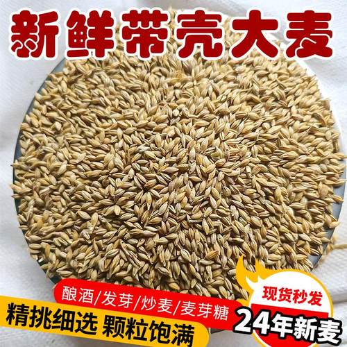 带壳大麦发芽做麦芽糖喂鸽子