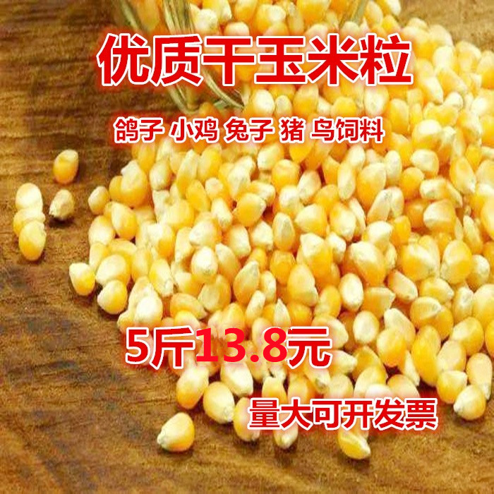 优质玉米粒成熟干鸽子鸡鸭猪