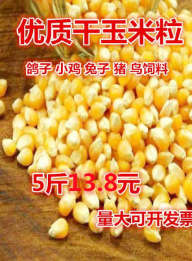 优质玉米粒成熟干鸽子鸡鸭猪