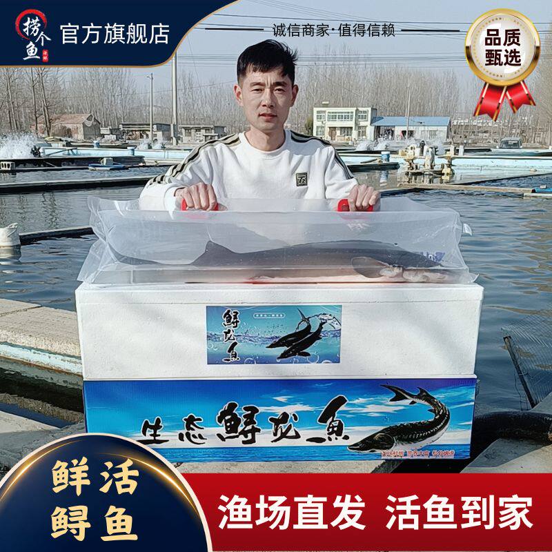 捞个渔养殖鲟鱼送礼佳品软骨无刺