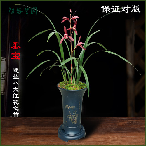 浓香名贵兰花墨宝赤诚大唐宫粉