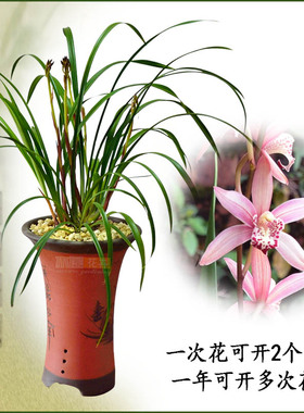 浓香梅红色兰花台北小姐 墨兰 建兰大花蕙兰四季兰虎头兰花卉