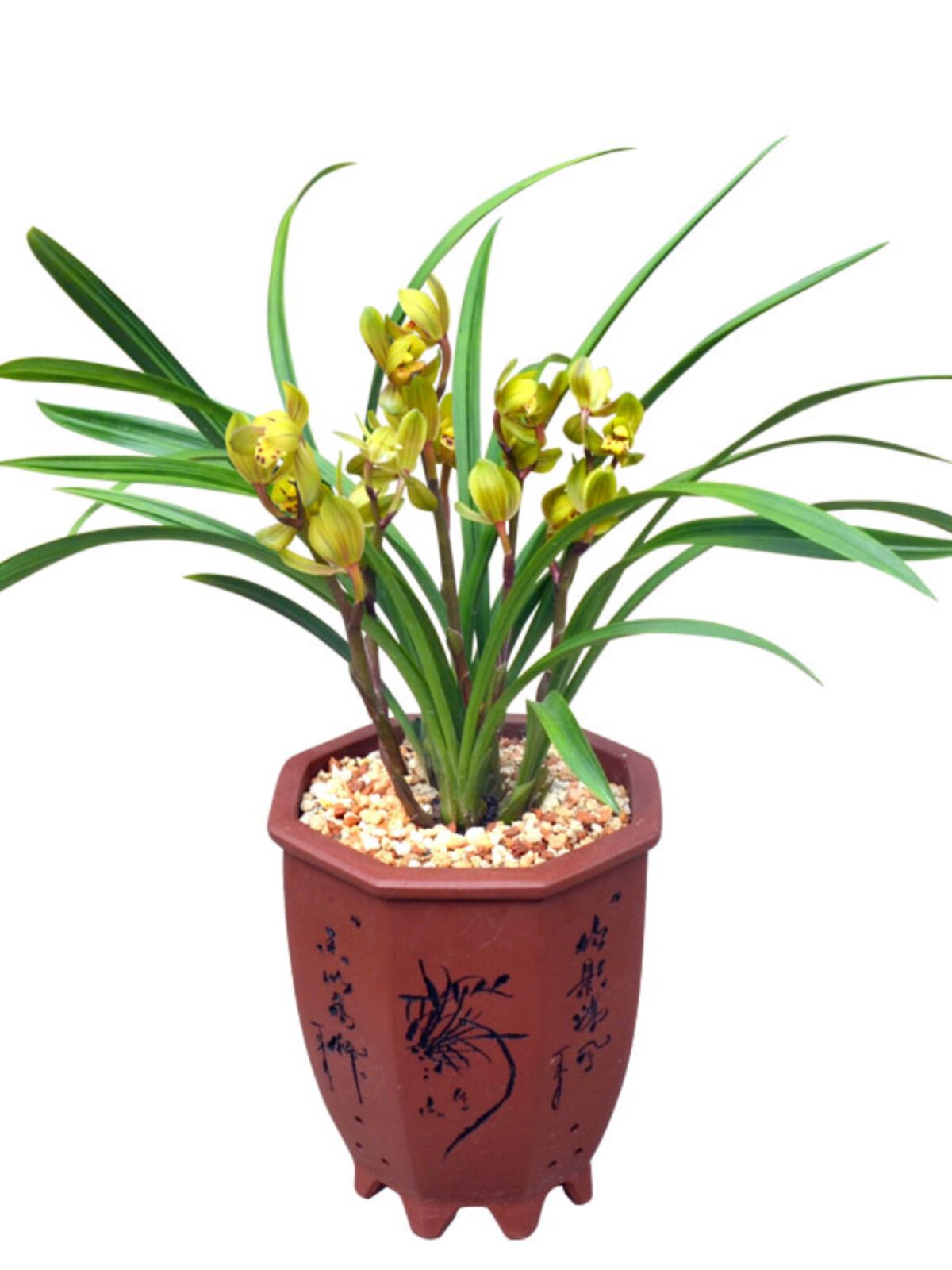 浓香兰花 荷瓣建兰忆香荷8-12月可以开3-4次花 国兰花卉绿色植物