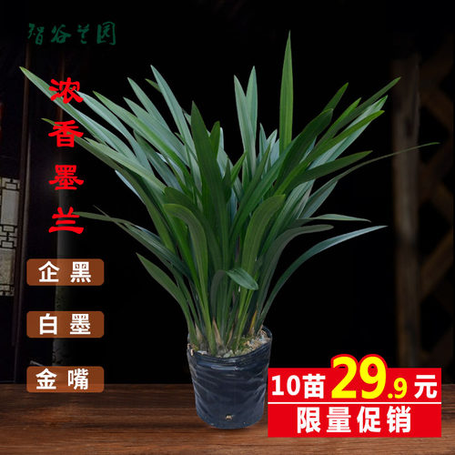 浓香兰花墨兰企墨四季常青