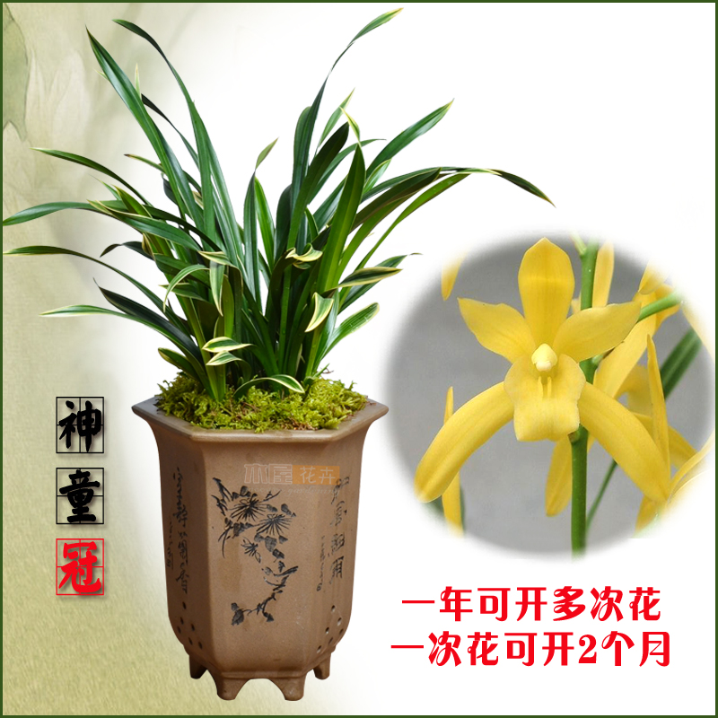 浓香大花蕙兰建兰神童冠 金边叶艺兰花 墨兰室内盆栽花卉绿色植物