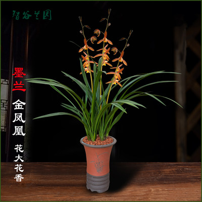 浓香墨兰金凤凰兰花易养活易开花