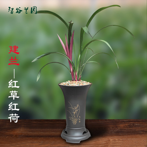 名贵兰花建兰红草红荷