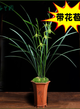 浓香兰花江西细叶寒兰素心虎山素带花苞雪中红桃花仙子莲瓣小雪素