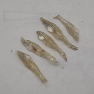 元头无头白凡鱼去头去肚小鱼甜味鱼干广西北海特产海鱼干250g