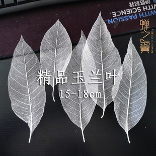 蝉之翼精品真树叶标本玉兰叶脉干花布置用品拍摄道具装饰花艺摆盘