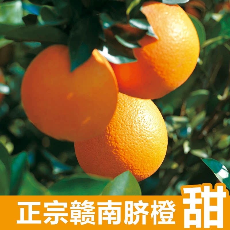 正宗赣南脐橙当季新鲜手剥甜橙子橙