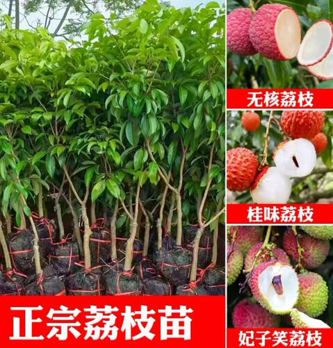广西果苗正品灵山荔枝苗嫁接苗仙进奉桂味妃子笑无核荔正宗果树苗