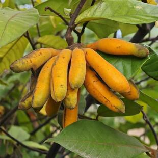 广西果苗大花紫玉盘老桩黄蜂蕉山蕉子藤焦苗移栽苗稀有品种