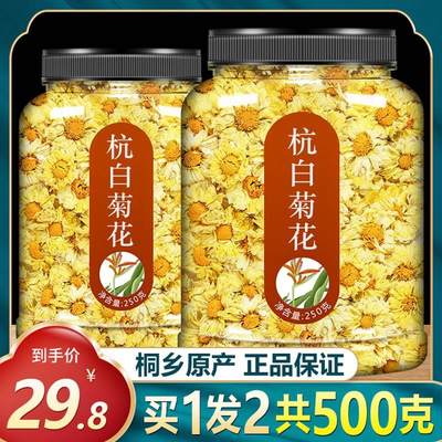 杭白菊花桐乡特级正宗黄菊茶野生去火胎菊王清热解毒杭菊贡菊500g