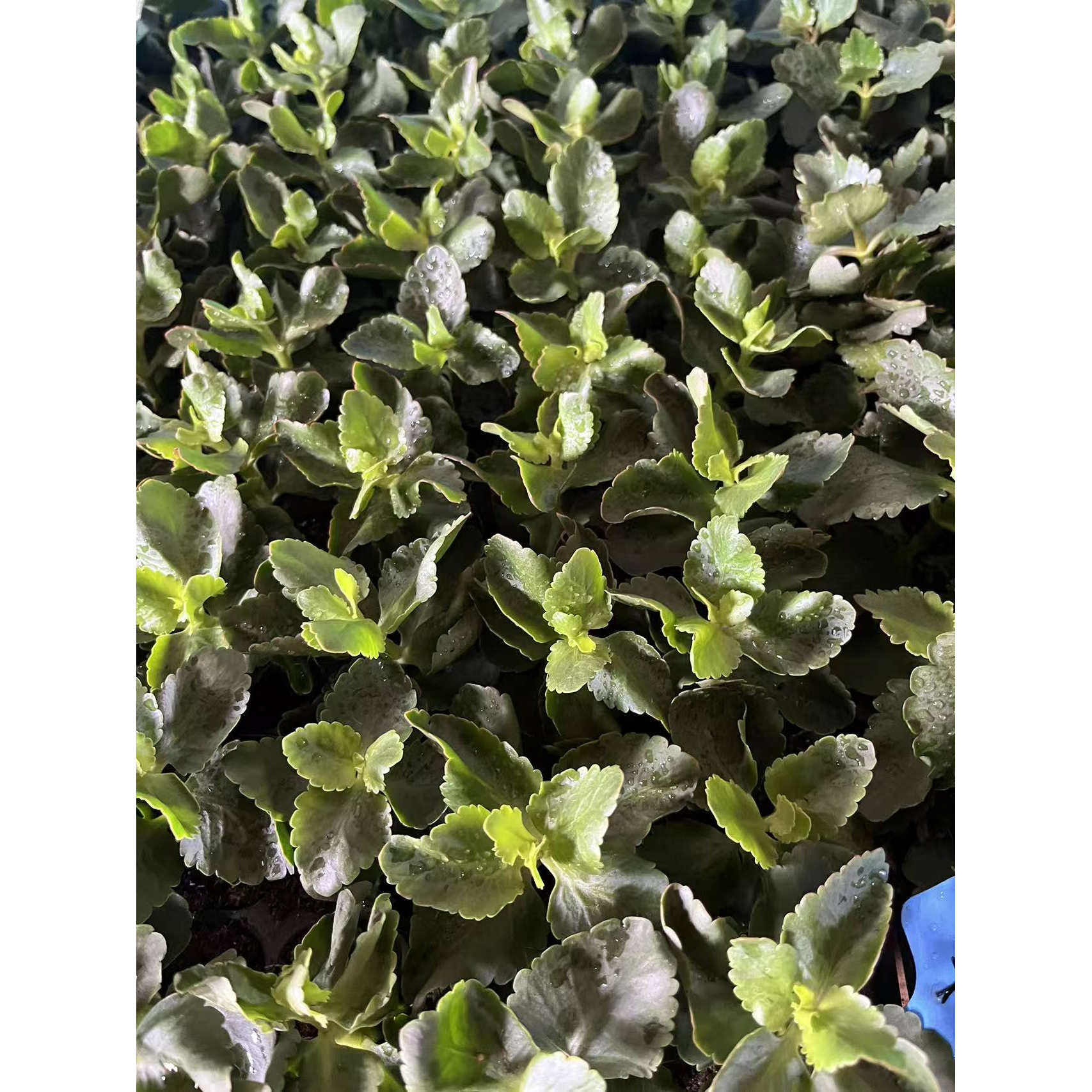进口长寿花易生根四季花卉巴黎单瓣重瓣大花盆栽花卉混搭小苗桌面