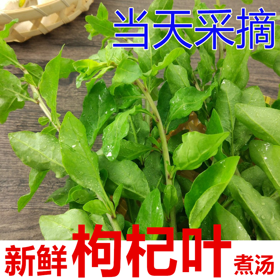 广东当季现摘新鲜枸杞叶