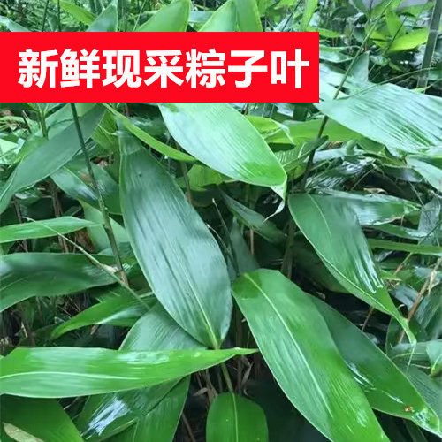 新鲜粽子叶野生特大箬粽叶包邮