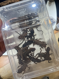 鬃狮蜥蜴爬宠 幼苗小苗 黑红子代 温顺不咬人 懒人宠物