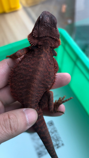 红系鬃狮蜥蜴 黑红 皮革果冻隐白甲母 小亚成