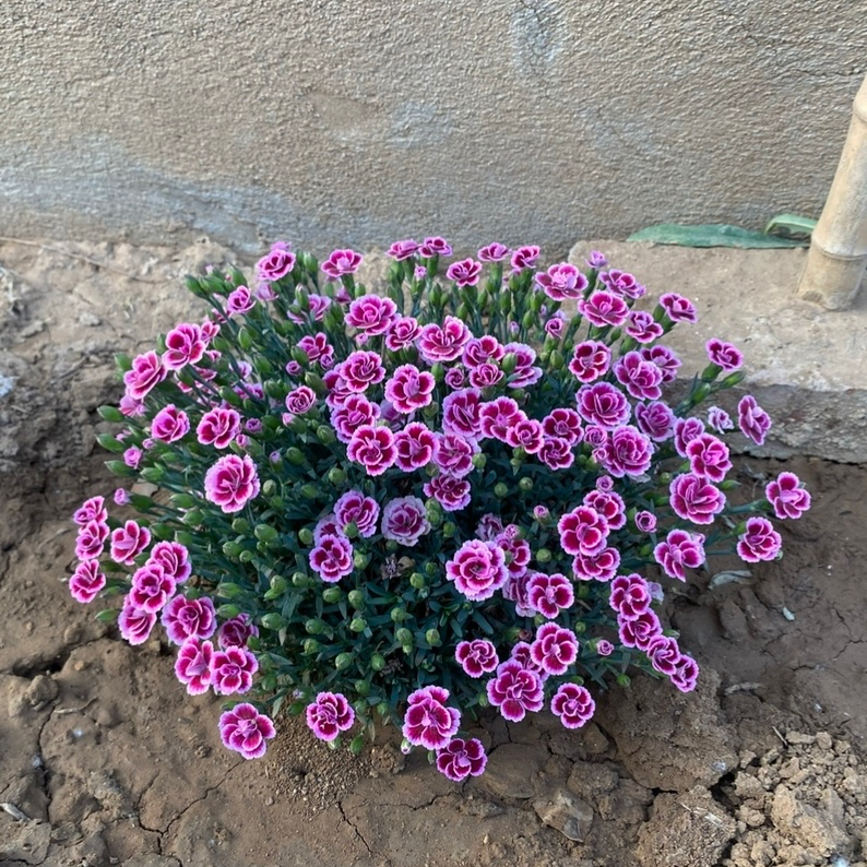 欧石竹初吻盆栽耐寒地被绿植庭院草坪四季开花室内花期长包邮