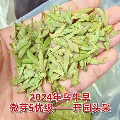 【小米粒头采精品乌牛早5优级】2024年新茶 开园头采芽头龙型扁茶