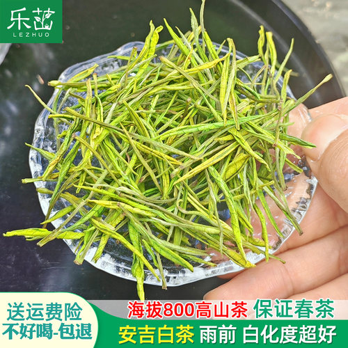 特白 直播福利！安吉白茶雨前中档 浓香清鲜2026年新茶珍稀高山茶