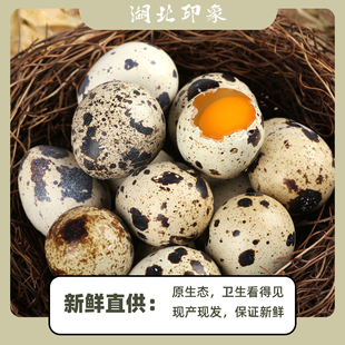 湖北神丹新鲜鹌鹑蛋50枚宝宝营养辅食农家无抗养殖安全蛋礼盒装