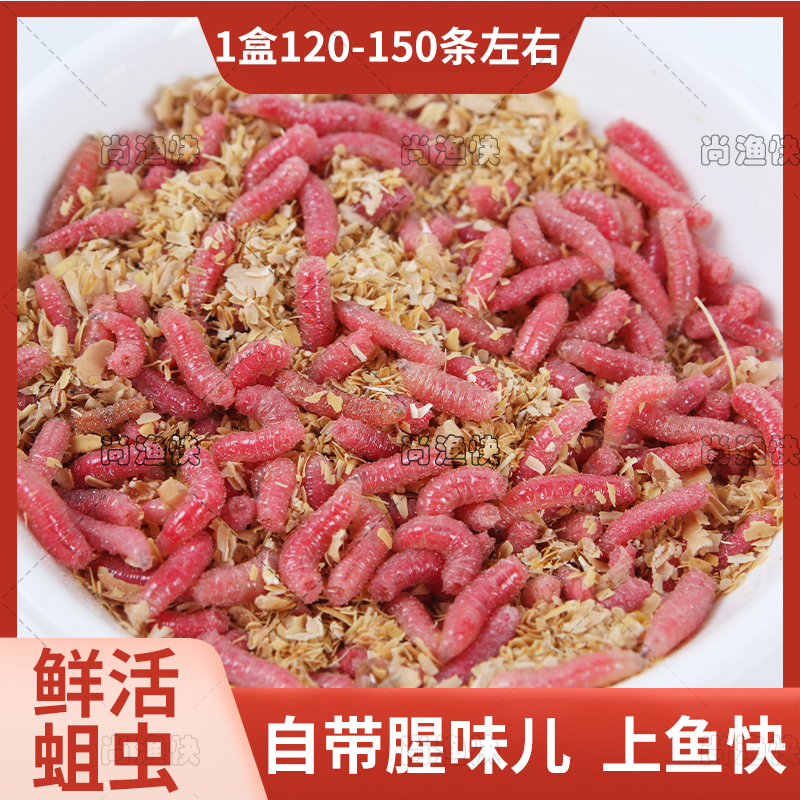 红蛆虫活虫苍蝇宝宝鱼饵钓鱼活体饵肉蛆鲫鱼溪鱼钓饵牙子红虫白蛆