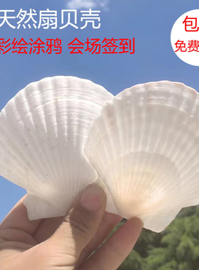 天然大贝壳片幼儿园手工diy绘画涂鸦打孔白色小扇贝壳海螺贝壳书