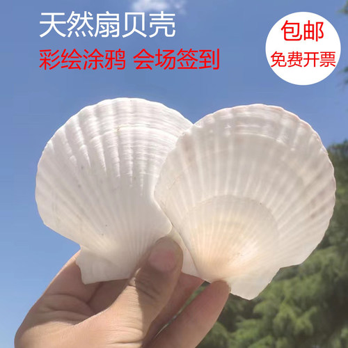 大白色扇贝壳天然真贝壳彩绘涂鸦