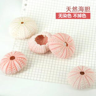 天然海胆壳白粉色海胆青绿色八卦海胆壳diy家居装饰摄影道具摆件