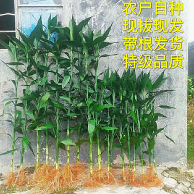 富贵竹水培绿植招财竹风水摆件