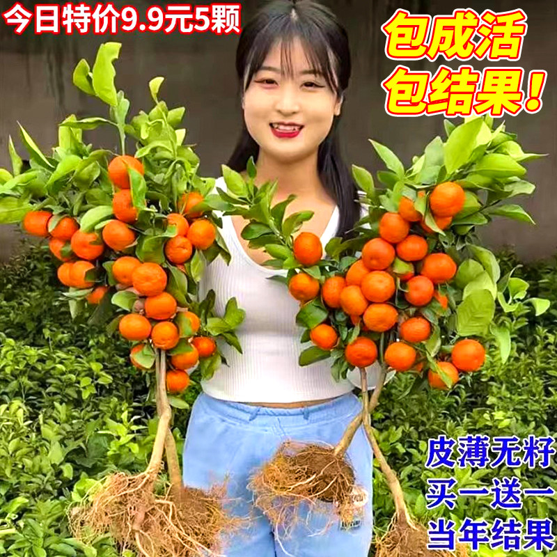 沙糖桔树苗纯甜桔子树苗金秋砂糖柠檬/柑橘类盆栽