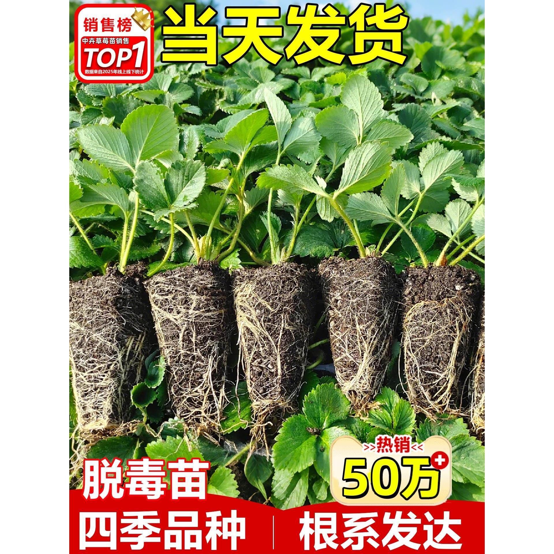 草莓苗秧四季结果盆栽种子穴盘苗种苗/半成品盆栽
