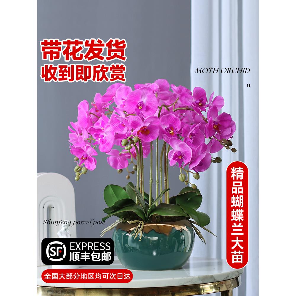 蝴蝶兰盆栽带花剑花苞兰花大苗四季花卉室内桌面好养绿植花卉易活