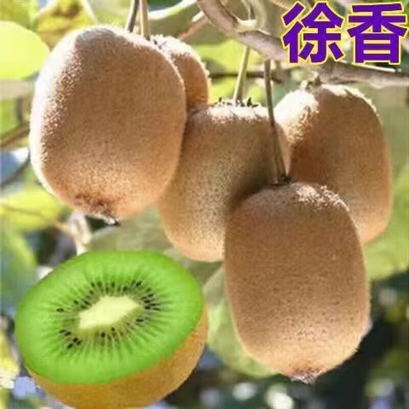爬藤果树徐香猕猴桃苗:绿心奇异
